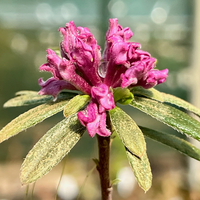 Daphne x susannae 'Tichborne'